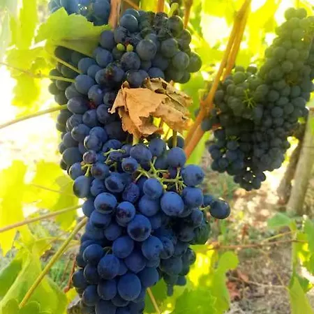 Mon Reve De Garcon - Connectees A La Nature Campingplatz Félines