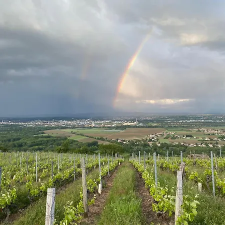 Mon Reve De Garcon - Connectees A La Nature * Félines